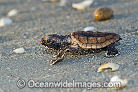 Loggerhead Sea Turtle (Caretta caretta), hatchling on its way to the Atlantic Ocean after hatching on Juno Beach, Florida, USA. Juno Beach is a major nesting location for the species.