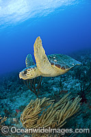 Loggerhead Sea Turtle (Caretta caretta), in Palm Beach County, Florida, USA. Florida is home to half of the world's population, and Palm Beach County is a major nesting location.
