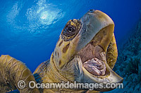 Loggerhead Sea Turtle (Caretta caretta), photographed in Palm Beach County, Florida, USA. Florida is home to half of the world's population, and Palm Beach County is a major nesting location.