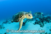 Male Loggerhead Sea Turtles (Caretta caretta), in Palm Beach County, Florida, USA. Florida is home to half of the world's population, and Palm Beach County is a major nesting location.