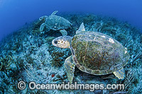 Loggerhead Sea Turtles (Caretta caretta), swimming over a coral reef offshore Palm Beach, Florida, USA. Endangered species listed on IUCN Red list.