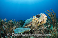 Loggerhead Sea Turtle (Caretta caretta), resting on a coral reef offshore Palm Beach, Florida, USA. Endangered species listed on IUCN Red list.