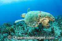 Loggerhead Sea Turtle (Caretta caretta), with a massive shark bite, swiming over a coral reef in offshore Palm Beach, Florida, USA. Endangered species listed on IUCN Red list.