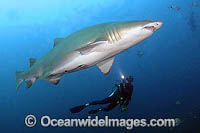 Scuba Diver observing Grey Nurse Shark (Carcharias taurus). Also known as Sand Tiger Shark and Spotted Ragged-tooth Shark. North Carolina, USA. Classified Vulnerable IUCN Red List, protected in Australia