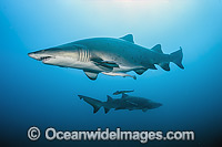 Sand Tiger Shark (Carcharias taurus). Also known as Ragged-tooth Shark in South Africa and Grey Nurse Shark in Australia. Photo taken off North Carolina, USA. Classified as Vulnerable on the IUCN Red List of Threatened Species.