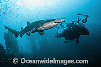 Diver with Sand Tiger Shark (Carcharias taurus). Also known as Ragged-tooth Shark in South Africa and Grey Nurse Shark in Australia. Photo taken on Carib Sea shipwreck off Morehead City, North Carolina, USA. Classified Vulnerable on IUCN Red List.