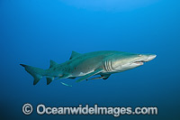 Sand Tiger Shark (Carcharias taurus). Also known as Ragged-tooth Shark in South Africa and Grey Nurse Shark in Australia. Photo taken off North Carolina, USA. Classified as Vulnerable on the IUCN Red List of Threatened Species.