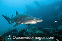 Sand Tiger Shark (Carcharias taurus). Also known as Ragged-tooth Shark in South Africa and Grey Nurse Shark in Australia. Photo taken on Carib Sea shipwreck off Morehead City, North Carolina, USA. Vulnerable on IUCN Red List of Threatened Species.