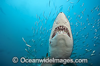 Sand Tiger Shark (Carcharias taurus), amongst baitfish. Also known as Ragged-tooth Shark in South Africa and Grey Nurse Shark in Australia. Photo taken off North Carolina, USA. Classified as Vulnerable on the IUCN Red List of Threatened Species.