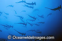 Schooling Scalloped Hammerhead Sharks (Sphyrna lewini). Also known as Kidney-headed Shark. Cocos Island, Costa Rica, Pacific Ocean, Central America. Found in tropical and warm temperate seas.