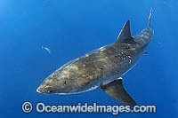 Great White Shark (Carcharodon carcharias) - with courtship bite marks along body. Also known as White Pointer and White Death. Guadalupe Island, Baja, Mexico, Pacific Ocean. Listed as Vulnerable Species on the IUCN Red List.