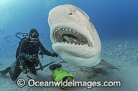 Diver hand feeding a Tiger Shark (Galeocerdo cuvier). Offshore Jupiter, Florida, United States.