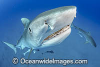 Tiger Sharks (Galeocerdo cuvier). Offshore Jupiter, Florida, United States.