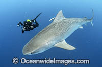 Diver photographing a Tiger Shark (Galeocerdo cuvier). Offshore Jupiter, Florida, United States.