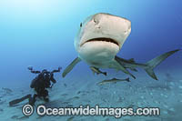 Diver photographing a Tiger Shark (Galeocerdo cuvier). Offshore Jupiter, Florida, United States.