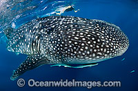 Whale shark (Rhincodon typus) with snorkeler. Found throughout the world in all tropical and warm-temperate seas. Photo taken at Palm Beach, Florida, USA