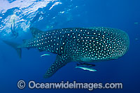 Whale shark (Rhincodon typus). Found throughout the world in all tropical and warm-temperate seas. Photo taken at Palm Beach, Florida, USA