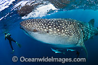 Whale shark (Rhincodon typus) with snorkeler. Found throughout the world in all tropical and warm-temperate seas. Photo taken at Palm Beach, Florida, USA