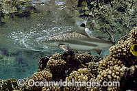 Blacktip Reef Shark (Carcharhinus melanopterus). Also known as Blacktip Shark. French Polynesia, South Pacific