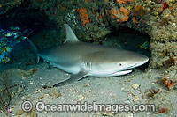 Caribbean Reef Shark (Carcharhinus perezi) sleeping in a cave in Jupiter, FL. USA. Shark experts had believed all sharks, except nurse sharks, had to swim to breathe and survive but in fact several species can stay still and pump oxygen through gills.