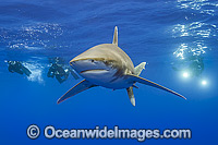 Divers with Oceanic Whitetip Shark (Carcharhinus longimanus). This pelagic shark is an aggressive species and is found worldwide in tropical and temperate seas. Photo was taken offshore Cat Island, Bahamas, Atlantic Ocean. Endangered on the IUCN Red List.