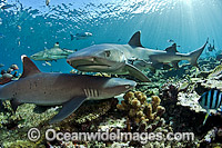 Whitetip Reef Sharks (Triaenodon obesus). Also known as Whitetip Shark and Blunthead Shark. Found in shallow waters of the Indo-Pacific, usually around coral reefs. Photo taken at Beqa Lagoon, Viti Levu, Fiji Islands.