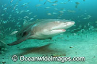 Lemon Shark (Negaprion brevirostris), with schooling Jack (Caranx hippos). In Federal waters offshore Jupiter, Florida, United States.