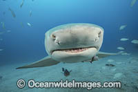 Lemon Shark (Negaprion brevirostris). In Federal waters offshore Jupiter, Florida, United States.