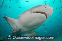 Lemon Shark (Negaprion brevirostris). In Federal waters offshore Jupiter, Florida, United States.