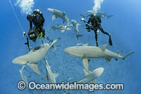 Divers photographing Lemon Sharks (Negaprion brevirostris). In Federal waters offshore Jupiter, Florida, United States.