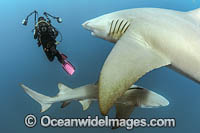 Diver photographing Lemon Sharks (Negaprion brevirostris). In Federal waters offshore Jupiter, Florida, United States.