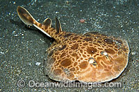 Undescribed species of Marble Torpedo Ray from Horseshoe Bay in Komodo National Park, Indonesia. This species can reportedly discharge a strong jolt of electricity if provoked.