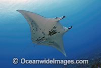 Giant Oceanic Manta Ray (Manta birostris). Also known as Devil Ray and Devilfish. French Polynesia. Found in tropical and warm temperate seas.