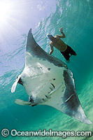 Snorkel Diver observing a Giant Oceanic Manta Ray (Manta birostris), offshore Palm Beach, Florida, USA.