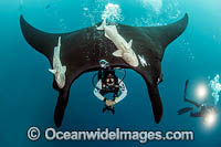 Diver with a Giant Oceanic Manta Ray (Manta birostris). Also known as Devil Ray and Devilfish. Found in tropical and warm temperate seas. Photo taken at Revillagigedo Archipelago, off Cabo San Lucas, Mexico.