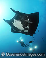 Diver with a Giant Oceanic Manta Ray (Manta birostris). Also known as Devil Ray and Devilfish. Found in tropical and warm temperate seas. Photo taken at Revillagigedo Archipelago, off Cabo San Lucas, Mexico.