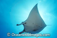 Giant Oceanic Manta Ray (Manta birostris). Also known as Devil Ray and Devilfish. Found in tropical and warm temperate seas. Photo taken at Revillagigedo Archipelago, off Cabo San Lucas, Mexico.