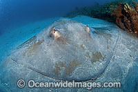 Roughtail Stingray (Dasyatis centroura) photographed in Jupiter, Florida, USA. This species is one of the largest stingrays in the world, reaching over 7ft. across and 600lbs. in weight.