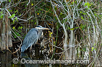 Great Blue Heron (Ardea herodias), photographed in the shallows of Shark Valley in Everglades National Park, Florida, USA.