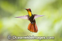 Male Ruby Topaz Hummingbird (Chrysolampis mosquitus). Photo taken in Trinidad, southern Caribbean, South America.