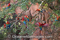 Red-and-green Macaw (Ara chloropterus) in a sink hole. Also known as Green-winged macaw. Mato Grosso do Sul, Brazil
