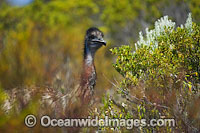 Emu (Dromaius novaehollandiae), in bush land on the Yorke Peninsula, South Australia.