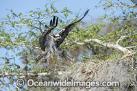 Osprey (Pandion haliaetus), landing at its nest on Blue Cypress Lake, located in Indian River County, Florida, United States.