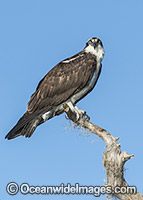 Osprey (Pandion haliaetus), resting on a cypress tree on Blue Cypress Lake, located in Indian River County, Florida, United States.