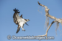 Osprey (Pandion haliaetus), in flight. Photo taken at Blue Cypress Lake, located in Indian River County, Florida, United States.