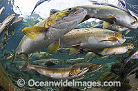 Pink Salmon (Oncorhynchus gorbuscha), gathering to spawn in a stream in Vancouver Island, British Columbia, Canada.