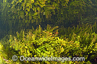 Underwater plants thriving in the crystal clear water flooding the cypress forests in the Florida Everglades, USA.