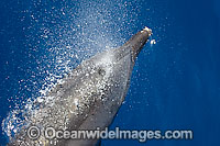 Bottlenose Dolphin (Tursiops truncatus) - blowing on the surface. Found in tropical and sub-tropical oceans throughout the world.