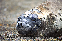 Southern Elephant Seal (Mirounga leonina). Photo taken at Punta Norte, Peninsula Valdes, Argentina.