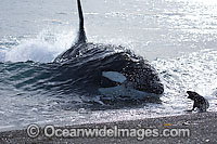 Orca, or Killer Whale (Orcinus orca) - approaching shore to attack a South American Sea Lion (Otaria flavescens). Photo taken at Punta Norte, Peninsula Valdes, Argentina. Orca's are listed as Lower Risk on the IUCN Red List. Sequence 6.